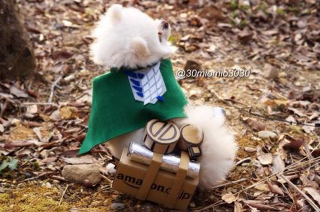 Illustration for article titled Little Dogs Make Attack on Titan Cosplay Cuter